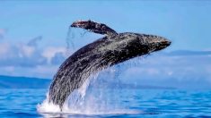La vie secrète des baleines: un voyage à Maui