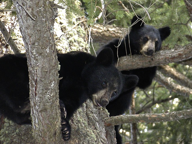 « C’est juste de l’ignorance, un égoïsme total » : un ourson arraché d’un arbre juste pour prendre des photos avec lui
