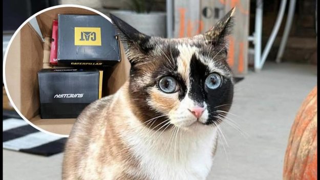 « Elle adore les cartons » : une chatte coincée dans un colis Amazon, retrouvée à plus de 1000 km de chez elle