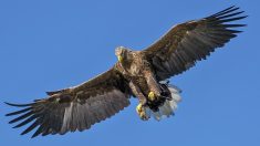 Savoie: un parapentiste attaqué par un aigle royal en plein vol, il s’en sort avec une cinquantaine de plaies