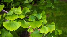 Ginkgo Biloba : l’ultime stimulant cérébral