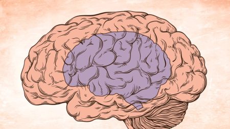 Comment le cerveau rétrécit ou s’agrandit ?