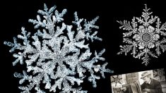 En 1885, un fermier du Vermont photographie au microscope les premières images de cristaux de neige – tout simplement éblouissant
