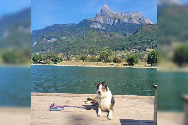 Plume, un berger australien croisé labrador, tuée le 5 Avril à Roz-Landrieux. Un appel à témoins a été lancé. (Capture d'écran profil Facebook Maeva Alleaume)