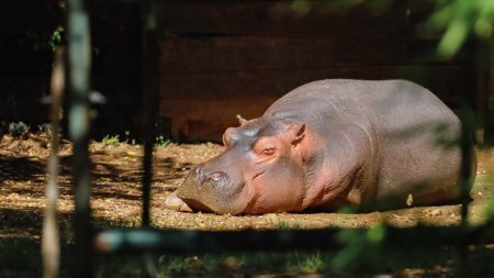 Japon : un hippopotame d’un zoo pris par erreur pour un mâle pendant des années