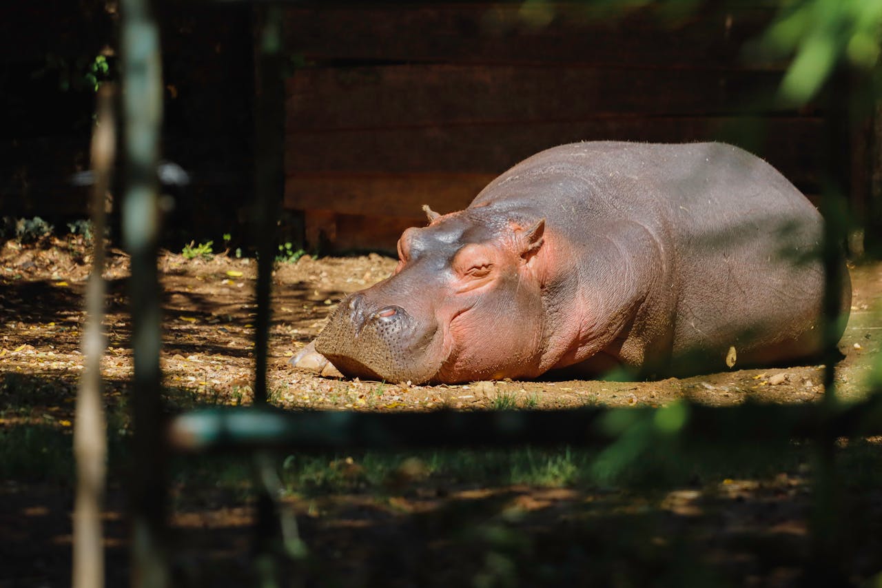 Japon : un hippopotame d'un zoo pris par erreur pour un mâle pendant des années