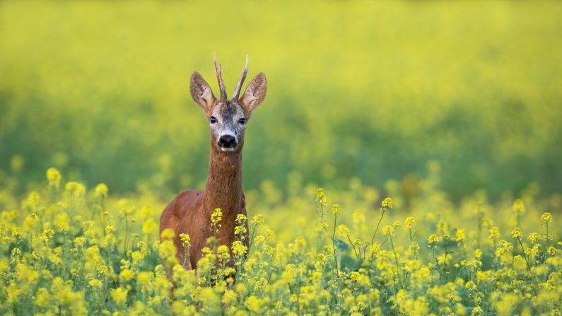 Bien qu'ils ne représentent pas une menace réelle, ils peuvent s'aventurer plus facilement sur les routes. (Photo: WildMedia/Shutterstock)