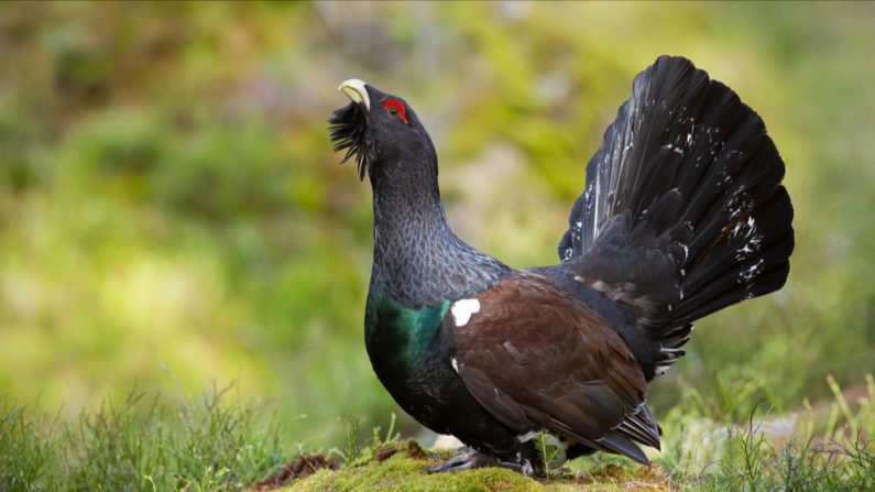 Une décision qui ne fait pas l'unanimité. (Photo: WildMedia/Shutterstock)