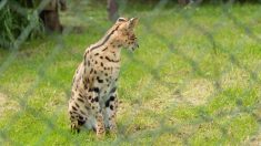 Le zoo d’Amiens annonce la «disparition soudaine» de son serval, mort d’une septicémie