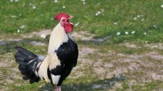 J’habite en ville et je ne supporte plus le chant du coq de mon voisin, que dit la nouvelle loi ?