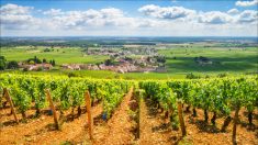 « Des rendements exceptionnels »: la France redevient le premier producteur mondial de vin