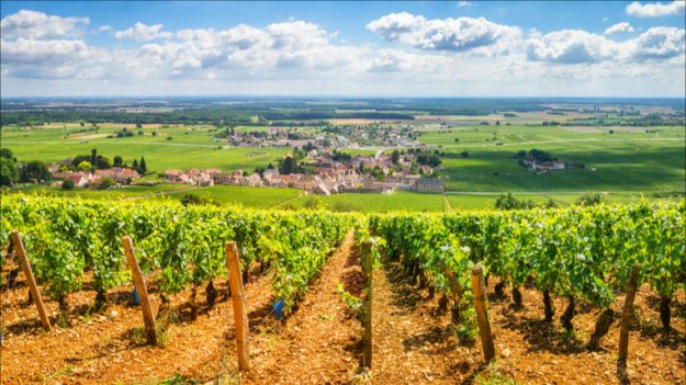 «Des rendements exceptionnels»: la France redevient le premier producteur mondial de vin