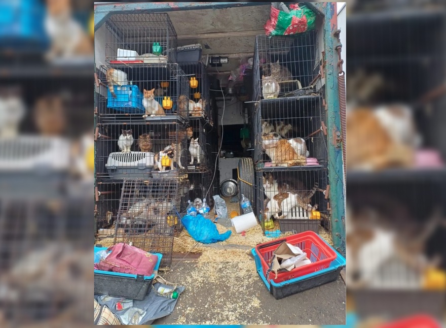 Près de Saint-Malo : plus de 150 chats et chiens retrouvés dans un camion, au milieu de leurs excréments