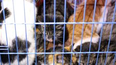 Près de Saint-Malo : plus de 150 chats et chiens retrouvés dans un camion, au milieu de leurs excréments