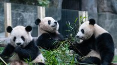 Un zoo chinois accusé d’avoir teint des chiens pour imiter des pandas, afin de rendre le parc « plus amusant »