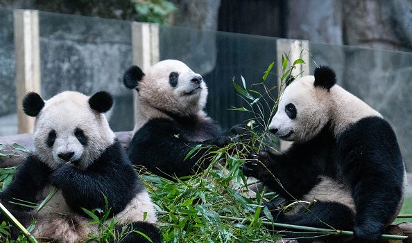Un zoo chinois accusé d’avoir teint des chiens pour imiter des pandas, afin de rendre le parc « plus amusant »