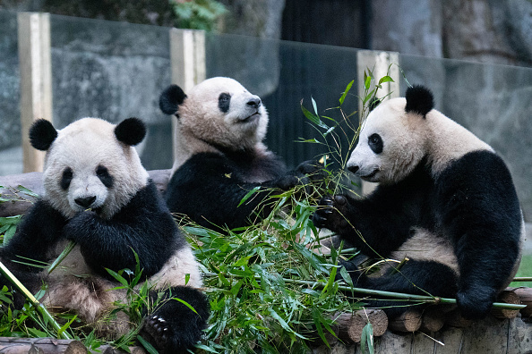 Un zoo chinois accusé d'avoir teint des chiens pour imiter des pandas, afin de rendre le parc « plus amusant »