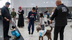 Turquie : des chiens pour détendre les passagers à l’aéroport d’Istanbul