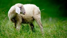 Belgique: une vidéo montrant des enfants en train de maltraiter à mort un mouton provoque l’indignation