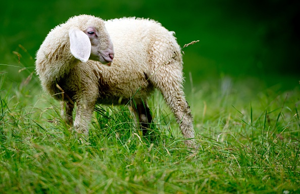 Belgique: une vidéo montrant des enfants en train de maltraiter à mort un mouton provoque l'indignation