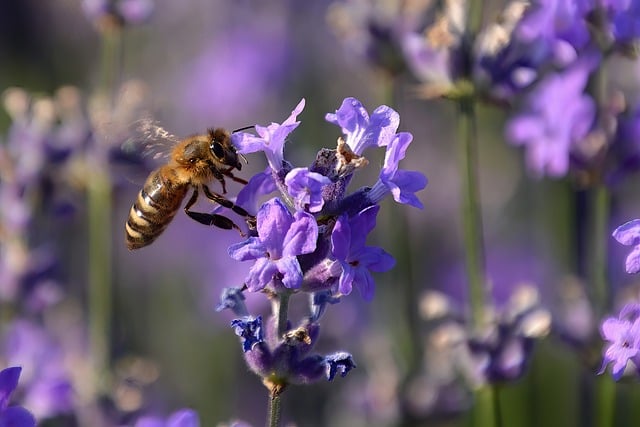 Journée mondiale des abeilles : ce que l'on peut faire pour aider ces pollinisateurs aux multiples défis