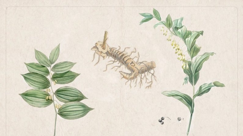 Illustrations anciennes du sceau de Salomon : ses tiges et ses fleurs, ses baies et son rhizome. (Domaine public)