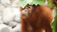 Un orang-outan surpris en train de se soigner avec un pansement fabriqué à partir d’une plante médicinale