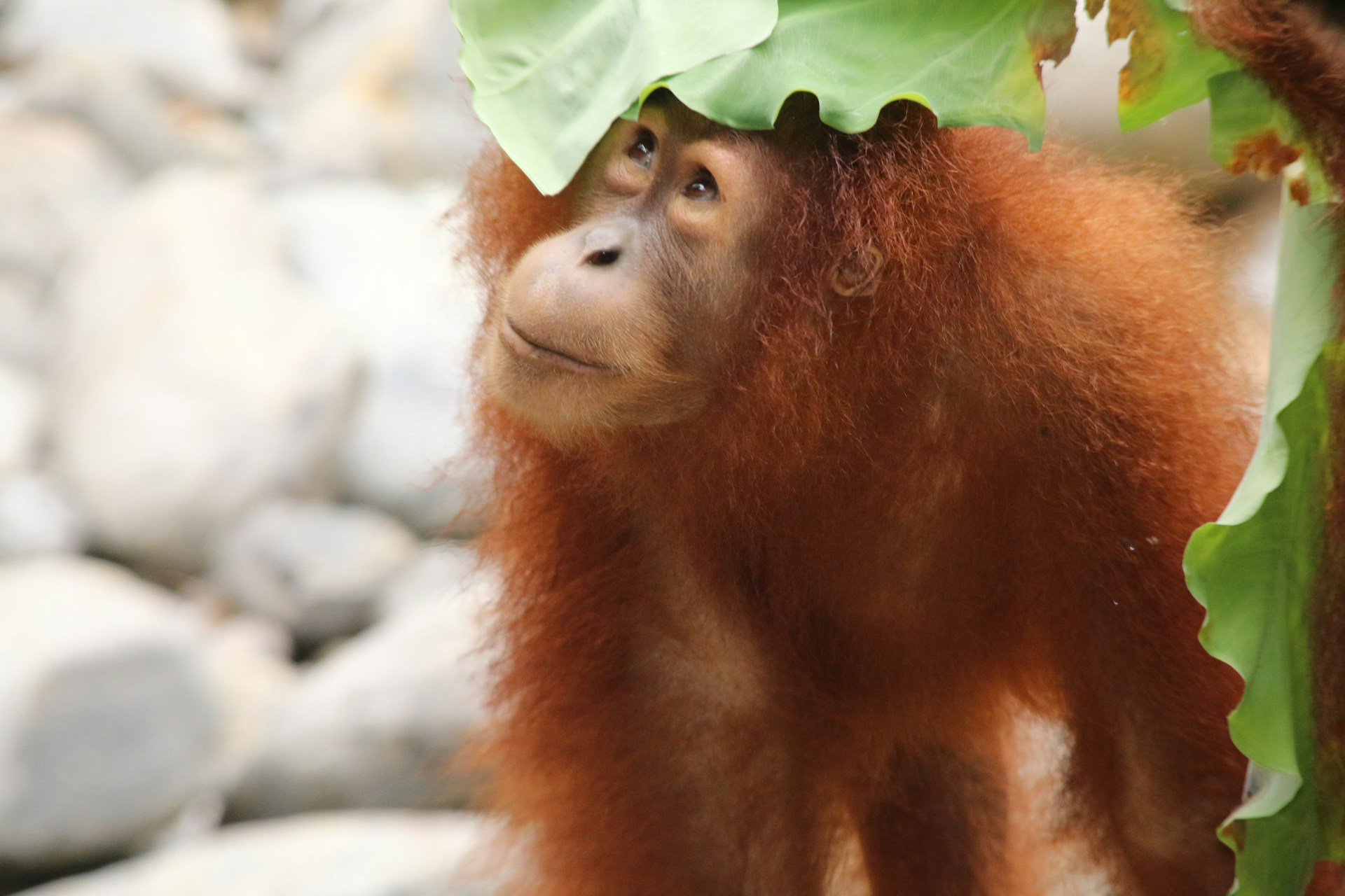 Un orang-outan surpris en train de se soigner avec un pansement fabriqué à partir d'une plante médicinale