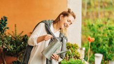 Les 5 meilleures plantes d’intérieur pour la maison