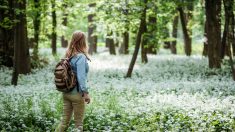 République tchèque : un véritable trésor médiéval de 2150 pièces d’argent découvert par une randonneuse