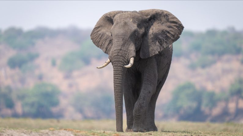 (Photo : nwdph/Shutterstock)