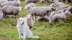Vercors : attaquée par des patous, une randonneuse est secourue par hélicoptère