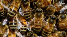 Écosse : plus de 100.000 abeilles colonisaient le plafond de cette maison pourtant habitée