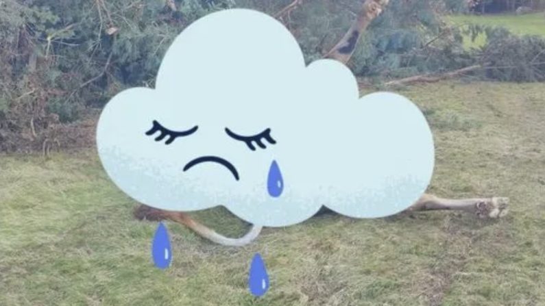 Panga, la vache devenue symbole des inondations dévastatrices dans le Centre-Est, a été retrouvée morte, ont indiqué ses éleveurs sur les réseaux sociaux. (crédit photo GAEC du nid)
