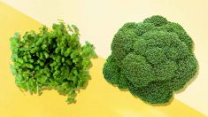 Comment un composé du brocoli est devenu un héros de l’autisme