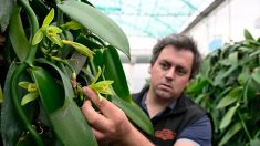 Bretagne : des maraîchers relèvent le défi de produire de la vanille