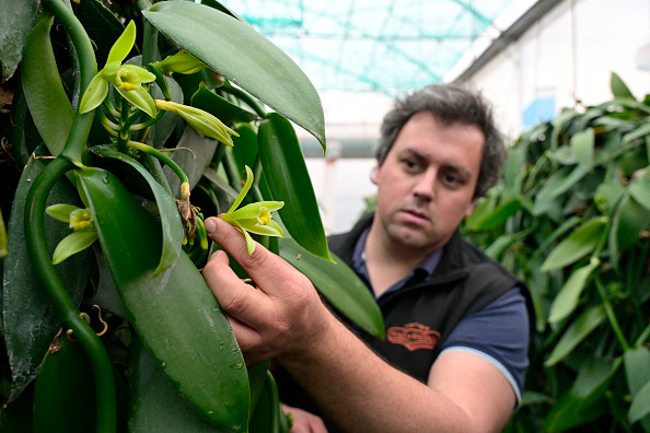 Le producteur de tomates et de vanille Pierre Guyomar inspecte les plants de vanille dans une station expérimentale dirigée par le maraîcher "Prince de Bretagne" à Pleumeur-Gautier, le 25 mars 2025.(DAMIEN MEYER/AFP via Getty Images)