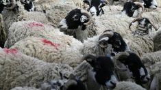 Premier mouton atteint de la grippe aviaire découvert au Royaume-Uni