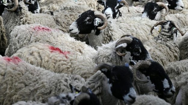 Premier mouton atteint de la grippe aviaire découvert au Royaume-Uni