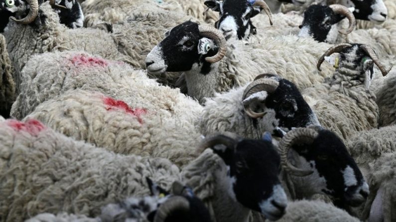 Des moutons dans un enclos avant une compétition de tonte, le premier jour du Grand Yorkshire Show à Harrogate, dans le nord de l'Angleterre, le 11 juillet 2023. (Oli Scarff/AFP via Getty Images)