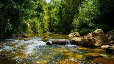 Drame écologique près de Limoges : une rivière polluée sur 3 kilomètres provoque la mort de milliers de poissons