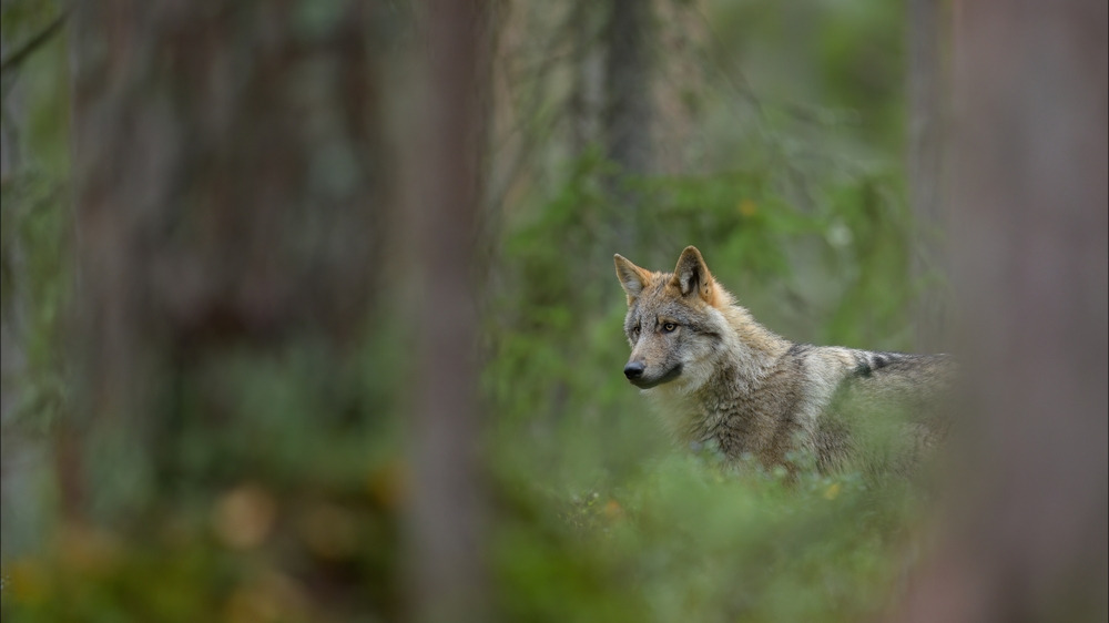 Un loup en situation d'attaque sur un troupeau abattu dans la Drôme