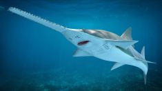 Des poissons au comportement étrange s’échouent en masse sur les côtes floridiennes