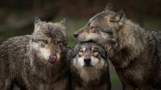 « Ils étaient énormes » : une meute de loups s’aventure dans le jardin d’un couple de retraités à Cassis