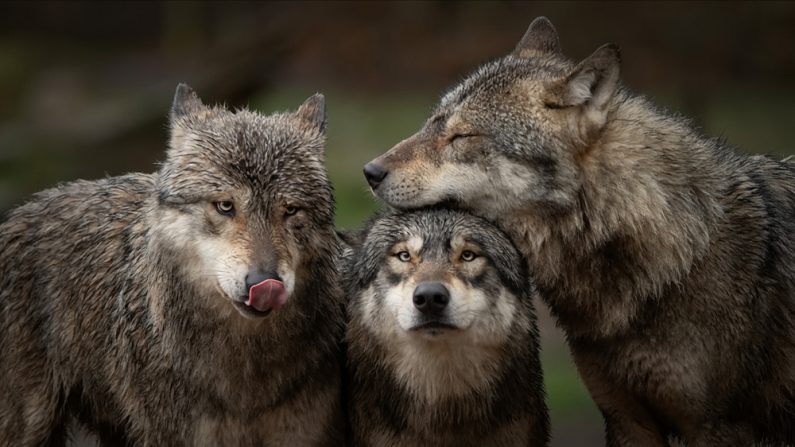 (Image : Pat-s pictures/Shutterstock)