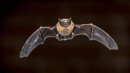 L’avis d’experts sur un nouveau virus d’origine inconnue révélé par l’Institut de Wuhan