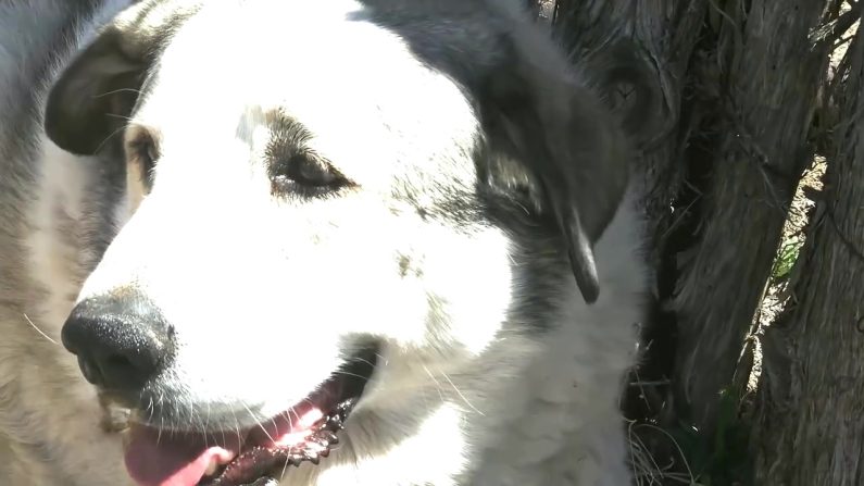 Après avoir parcouru 12 km dans le désert d’Arizona en pleine nuit, un petit garçon de 2 ans a été secouru par Buford, le chien d'un éleveur. (photo Facebook Yavapai County Sheriff's Office)