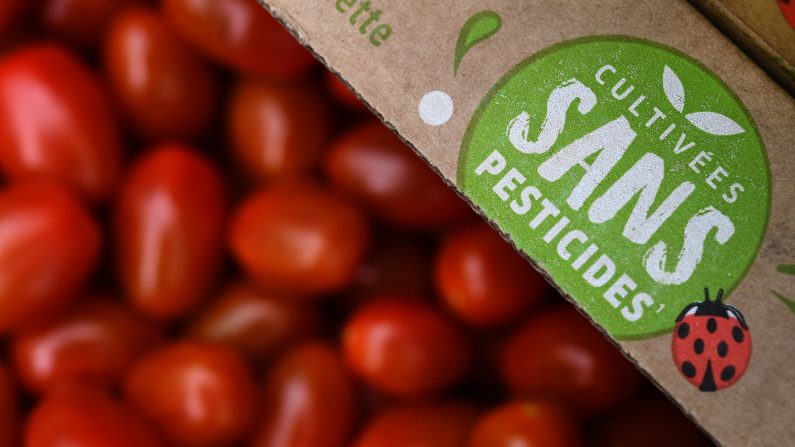 Le 18 mai 2021, à Gouesnou, dans l'ouest de la France, un maraîcher de Saveol montre des tomates (FRED TANNEAU/AFP via Getty Images).