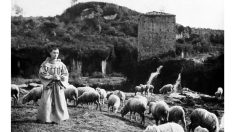 « Les Onze Fioretti de saint François » : le fou de Dieu d’Assise