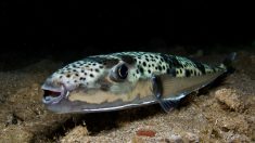 Il peut mesurer 1,20 m et peser 9 kg : agressif et mortel, le poisson-ballon envahit la Méditerranée